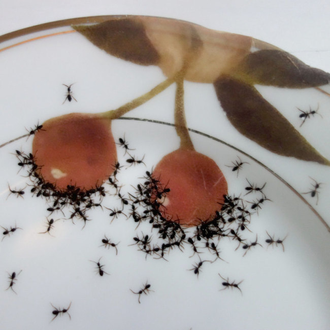 Design | Porcelain Plates Swarming with Hand-Painted Ants