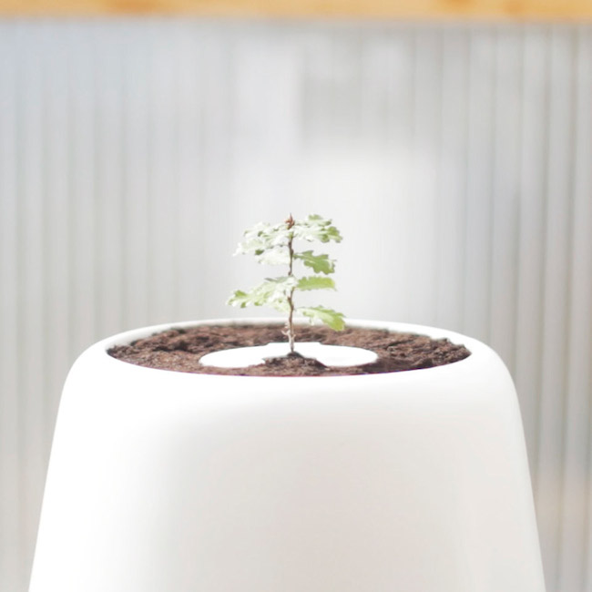 Technology | Visit the Hereafter as a Tree Inside a Ceramic Vase